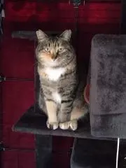 あげいぬ(プロフ確認してください)の画像