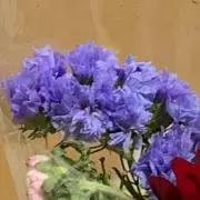 あみの画像