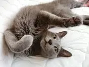 理子の画像