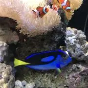 めめの画像