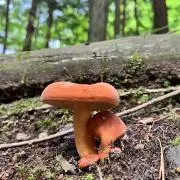 キノコの子の画像