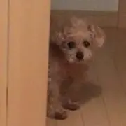 ひいなの画像