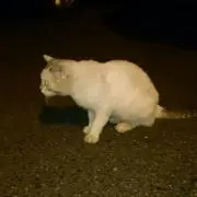 にゃるこ
