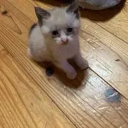 さかな