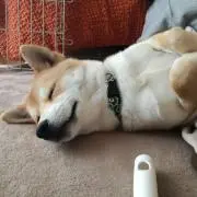 ぴぴどんの画像