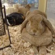 もふもふうさぎ