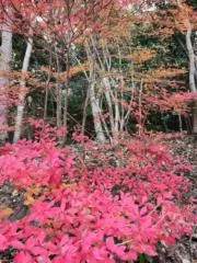 ゆな