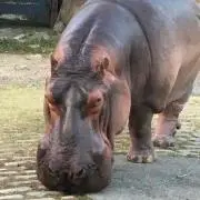 こちの画像