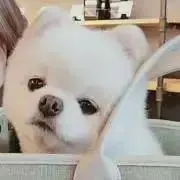pyonの画像