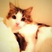 リナの画像