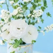 T(次回発送29日)の画像