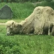 さくらんぼショップの画像