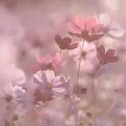 秋桜の画像