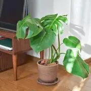 さち＠（単品での値段交渉お断り）の画像