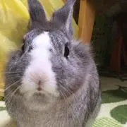 ayachasの画像