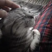 かっきーの画像