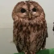 ジャギ