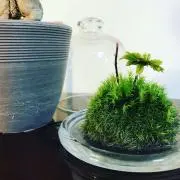 カリメロの画像