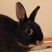 クロうさの画像