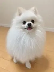 Ria0917の画像