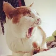 knkの画像