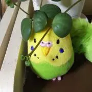 ゆゆの画像