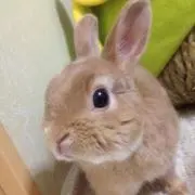 りなな