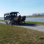 ひよこの画像