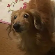たかの画像