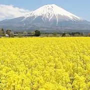 さ