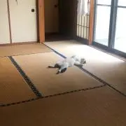 Polandの画像