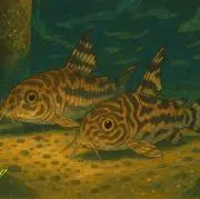 motの画像