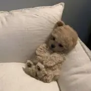 ♥ Ｎ ♥の画像