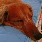 ココ ♪の画像