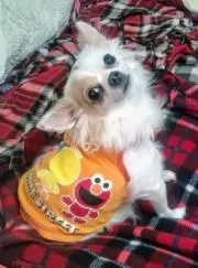 RりんごR