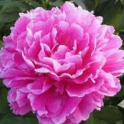☆Peony☆の画像