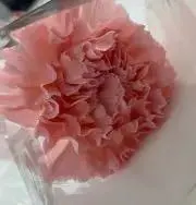 すじゅの画像