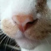わーきょん