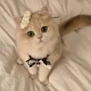 ❤︎の画像