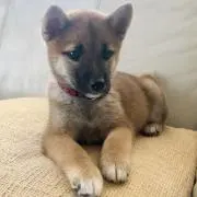 アイ☆