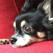 kt