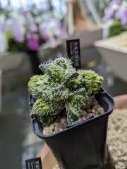 茄子の画像