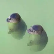 あっきー