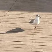 あーの画像