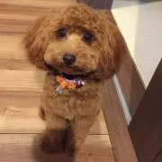 みーたんの画像