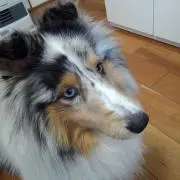 にこるんのふりまの画像