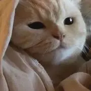 まうの画像