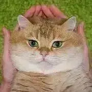 チビタぬんの画像