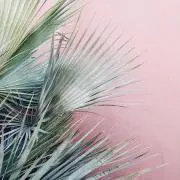 miiの画像