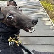SAの画像